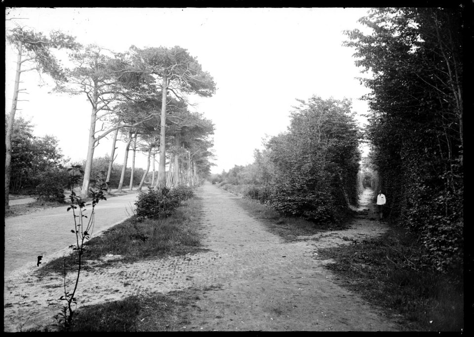 De Eeuwigelaan bij de Buerweg, gezien naar het oosten - Regionaal Archief Alkmaar - FO1400061