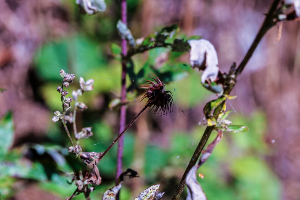 Nature macro green