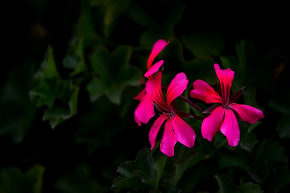 Flower pink flower beautiful flower
