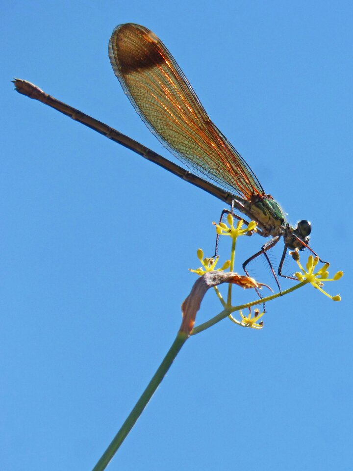 Fennel sky calopteryx haemorrhoidalis
