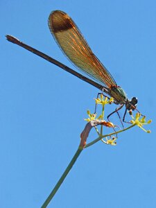 Fennel sky calopteryx haemorrhoidalis