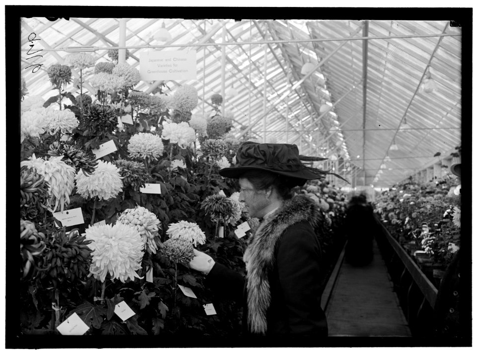 DEPARTMENT OF AGRICULTURE CHRYSANTHEMUM SHOW LCCN2016868579