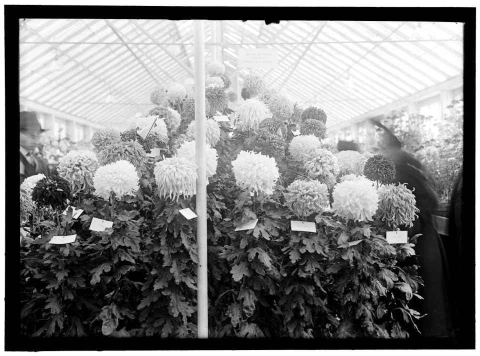 DEPARTMENT OF AGRICULTURE CHRYSANTHEMUM SHOW LCCN2016868581