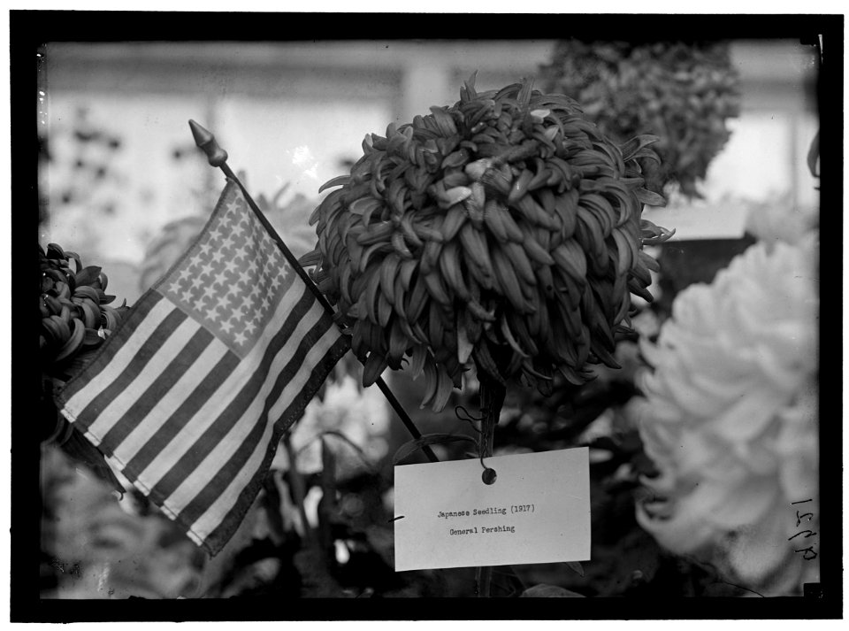 DEPARTMENT OF AGRICULTURE CHRYSANTHEMUM SHOW LCCN2016868584