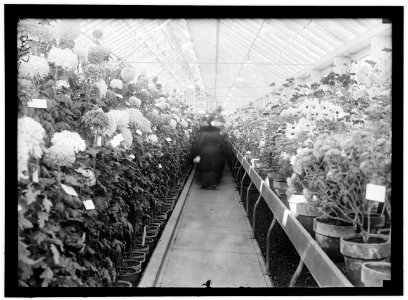 DEPARTMENT OF AGRICULTURE CHRYSANTHEMUM SHOW LCCN2016868578