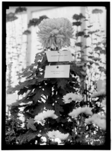 DEPARTMENT OF AGRICULTURE CHRYSANTHEMUM SHOW LCCN2016868580