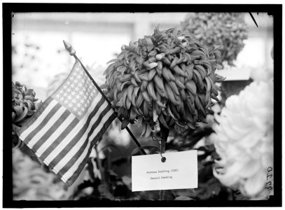 DEPARTMENT OF AGRICULTURE CHRYSANTHEMUM SHOW LCCN2016868583