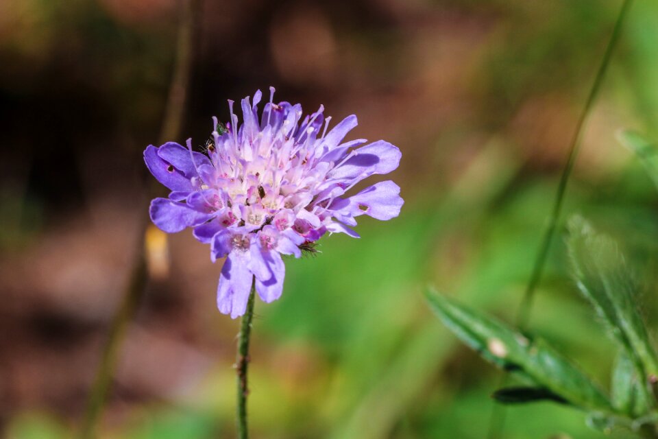 Blue nature macro photo