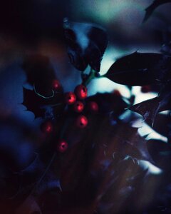 Fruit blur dark