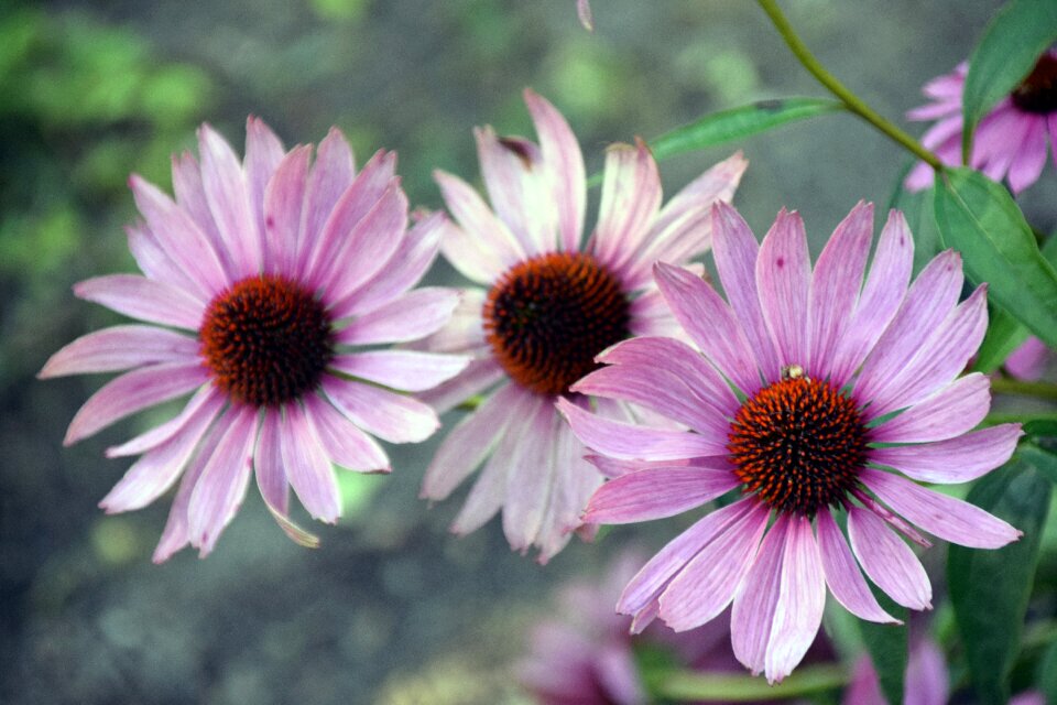 Summer outdoors petal