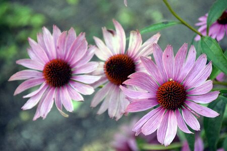 Summer outdoors petal