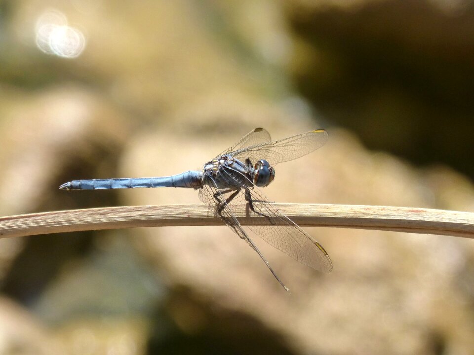 Orthetrum coerulescens parot earned winged insect
