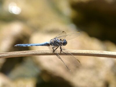 Orthetrum coerulescens parot earned winged insect photo