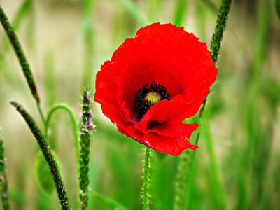 Poppy flower nature red