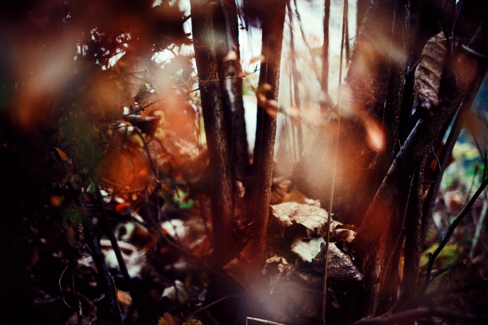 Branch wood outdoor