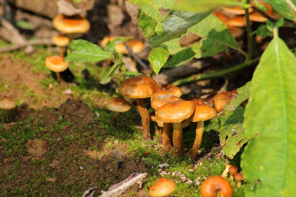 Sheet autumn wood