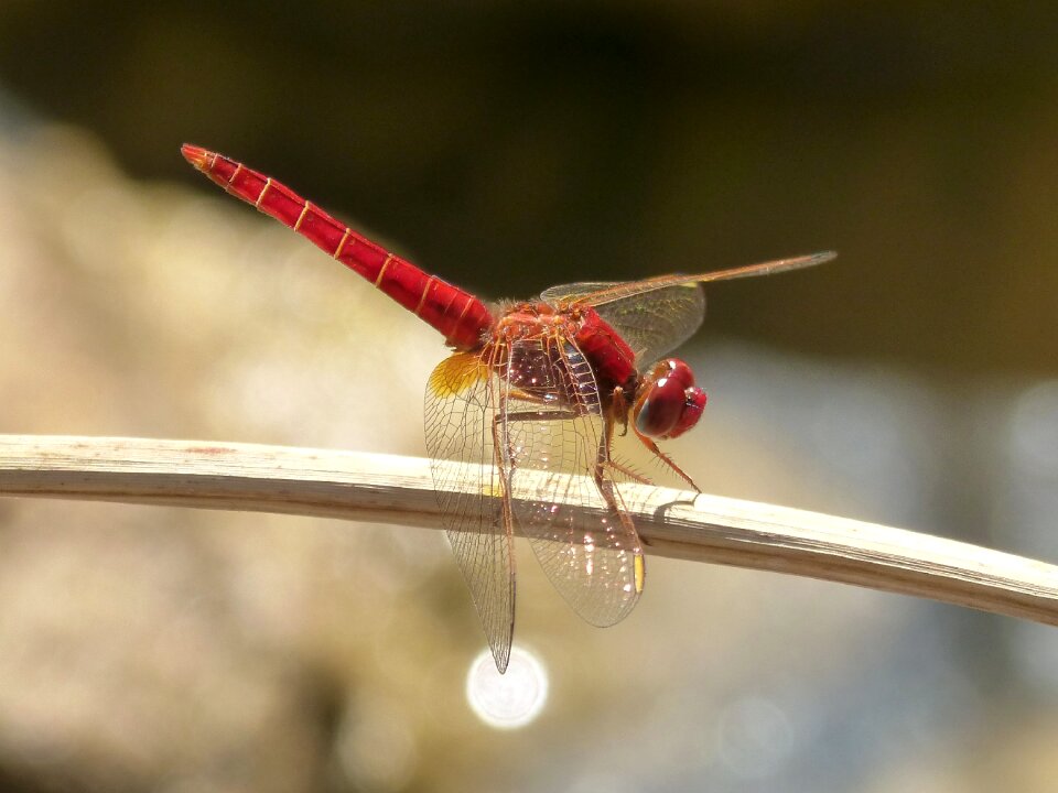 Wetland sagnador scarlet winged insect