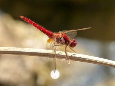 Wetland sagnador scarlet winged insect
