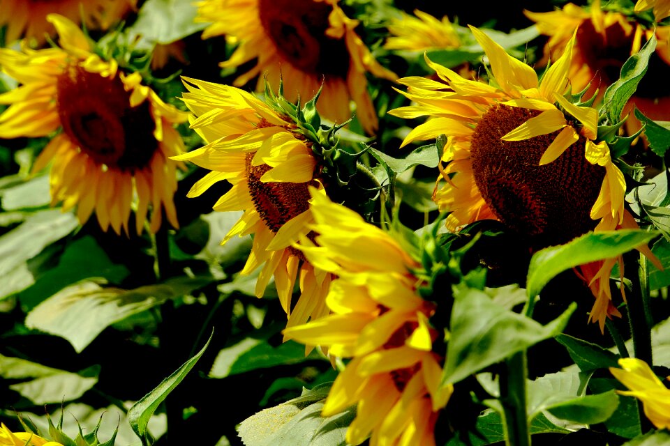 Summer sunflower flowers