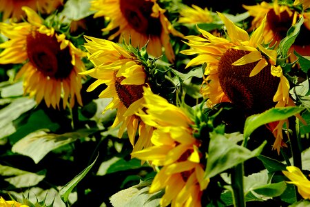 Summer sunflower flowers photo