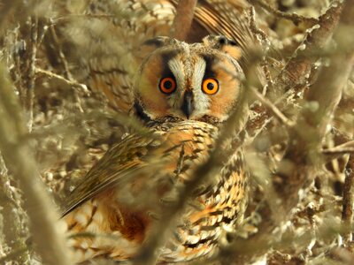 Long eared owl asio otus raptor