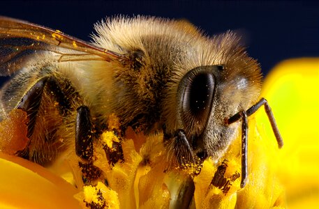 Insect pollen macro