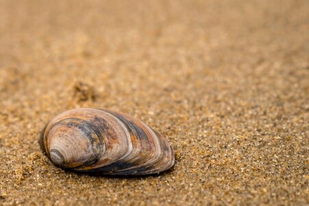 Sieve beach shells photo