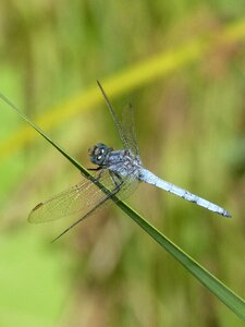 Wetland orthetrum coerulescens parot earned photo