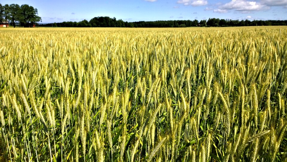 Landscapes cereals farmer