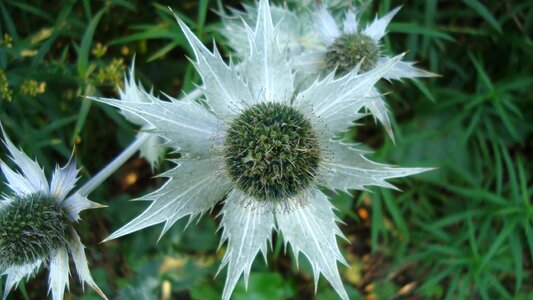 Green bloom eight petals