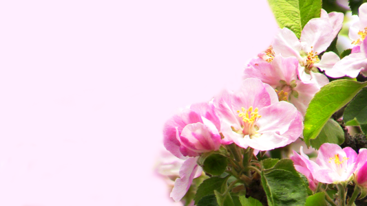 Flowers floral background background
