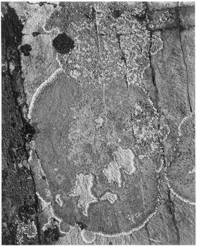 Detail of Lichens, Glacier National Park, Montana, 1933 - 1942 - NARA - 519876