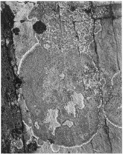 Detail of Lichens, Glacier National Park, Montana, 1933 - 1942 - NARA - 519876