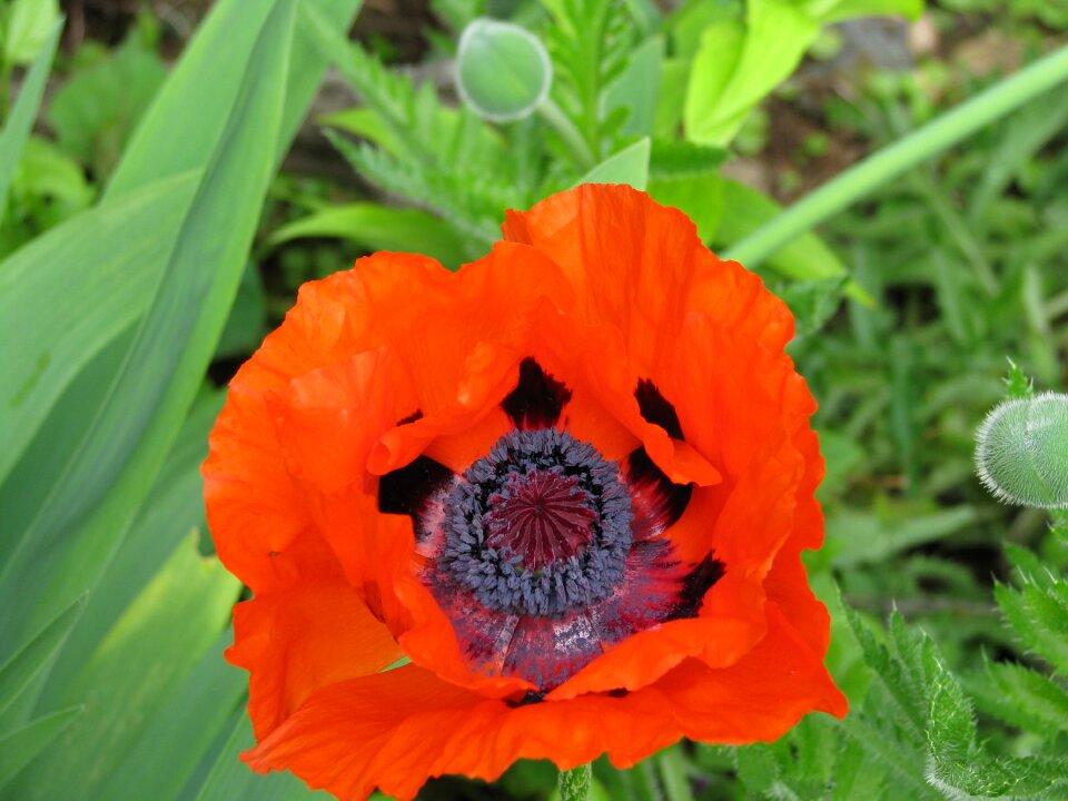 Colorful vibrant garden
