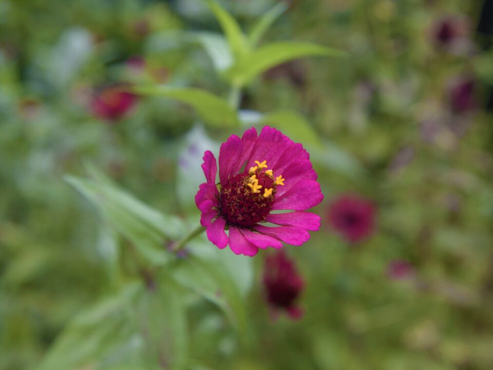 Summer spring plant