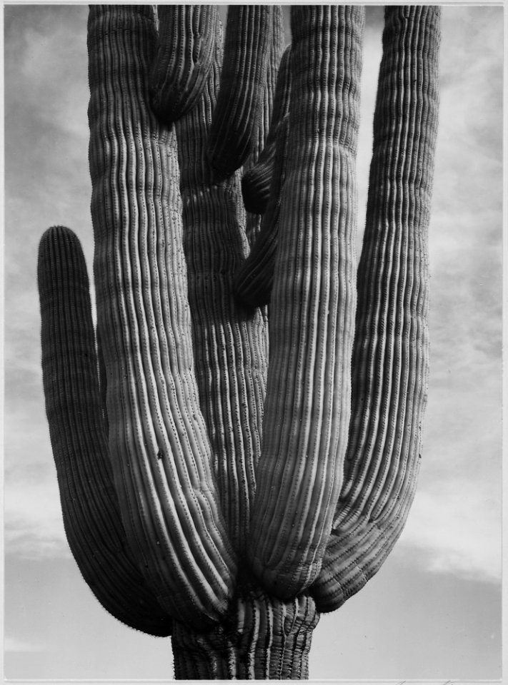 Detail of cactus Saguaros, Saguro National Monument, Arizona. (Vertical Orientation), 1933 - 1942 - NARA - 519974