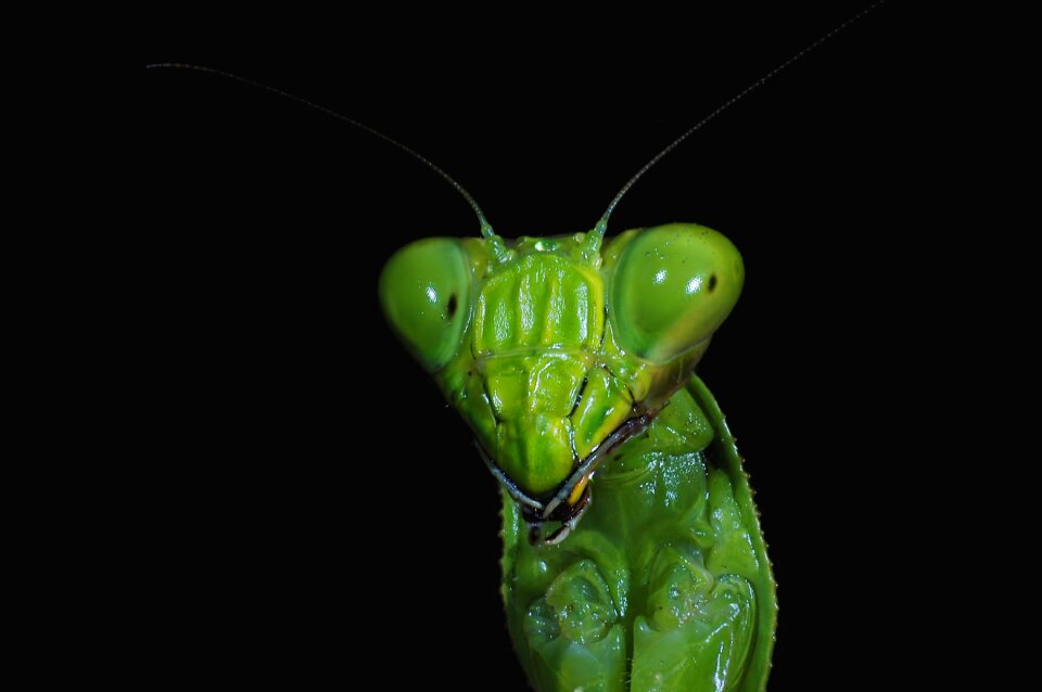 Mantis insect macro