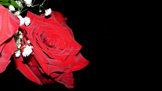 Nature red rose romantic