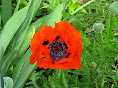 Nature bud red