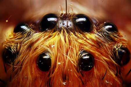Insect 8 eyes macro