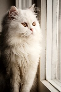Portrait pet animal