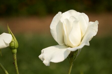 White rose nature fresh