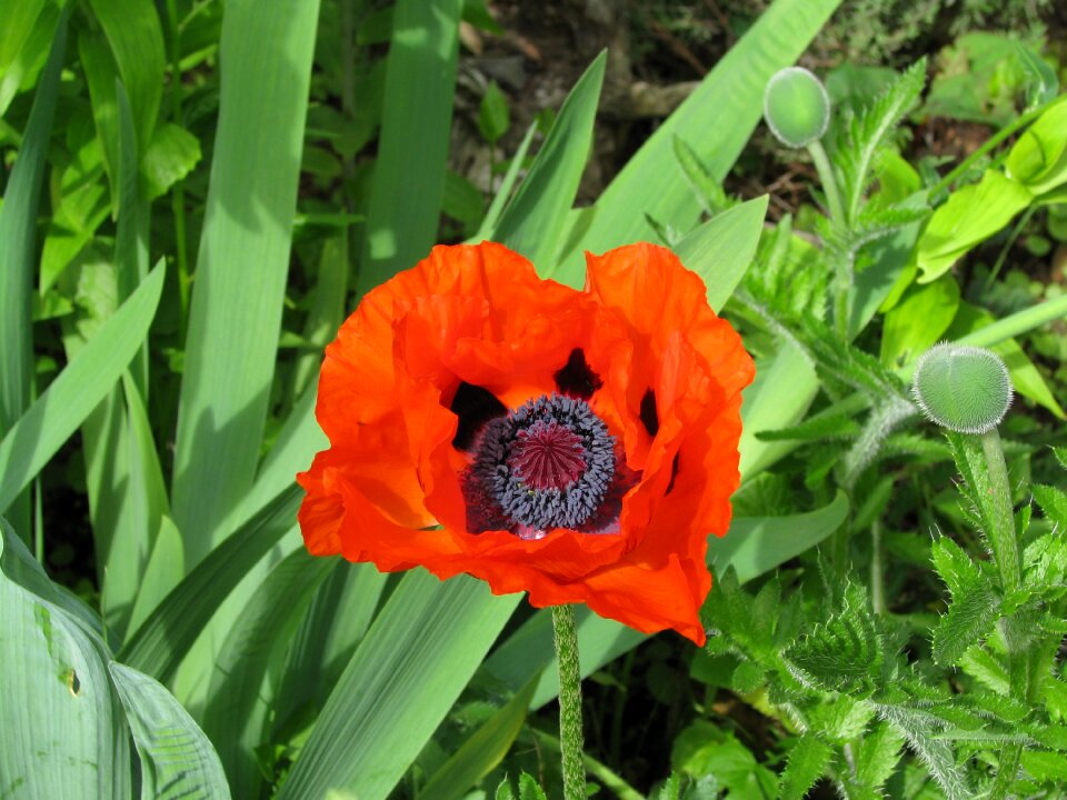 Red nature orange