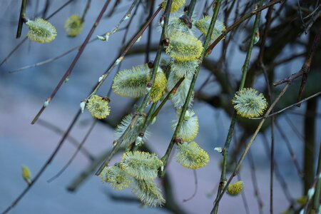 Snow cold plant