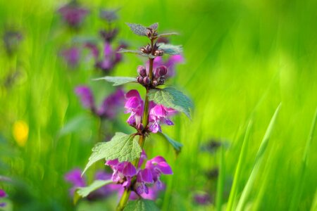 Green purple wild plant