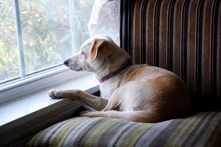 Window lying looking photo