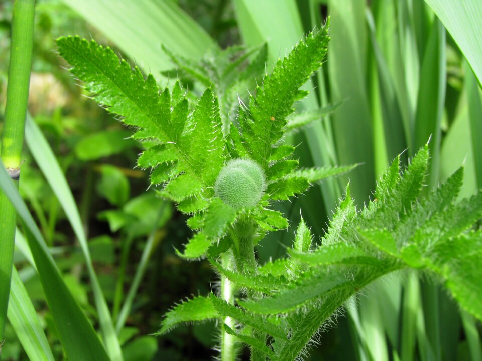 Leaf garden flower
