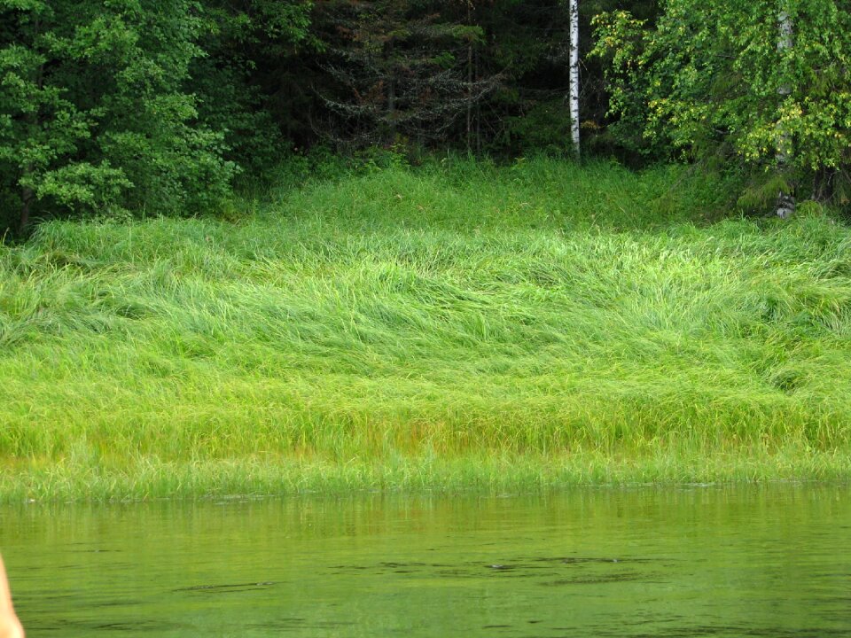 Forest vacation nature