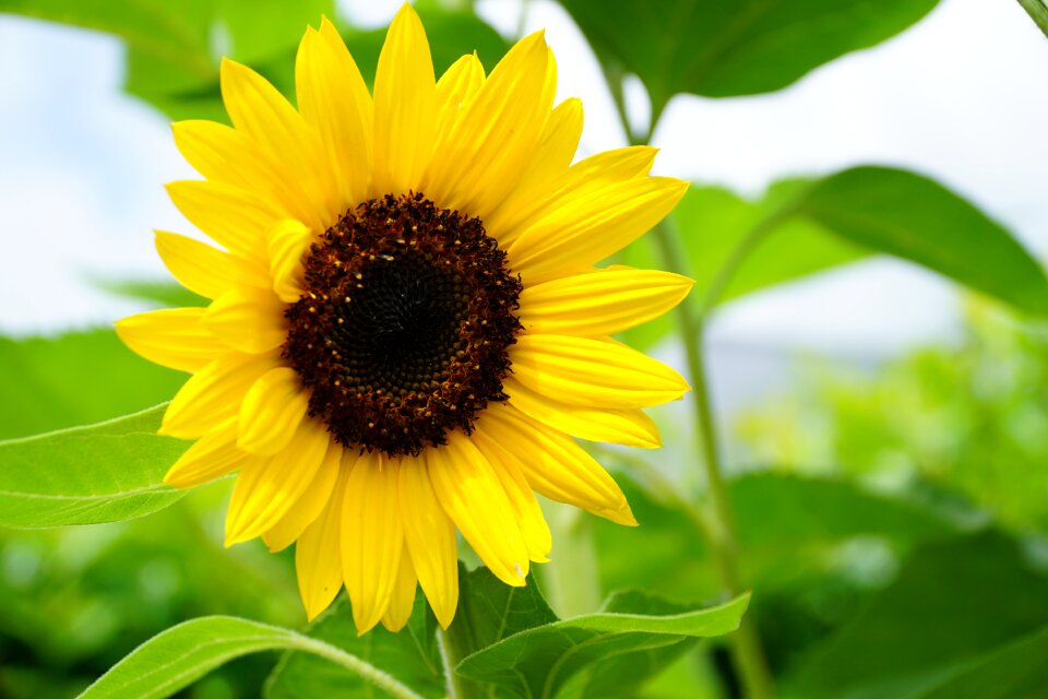 Yellow flower plant