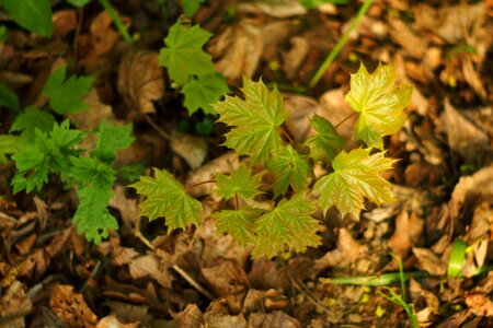 Nature foliage young